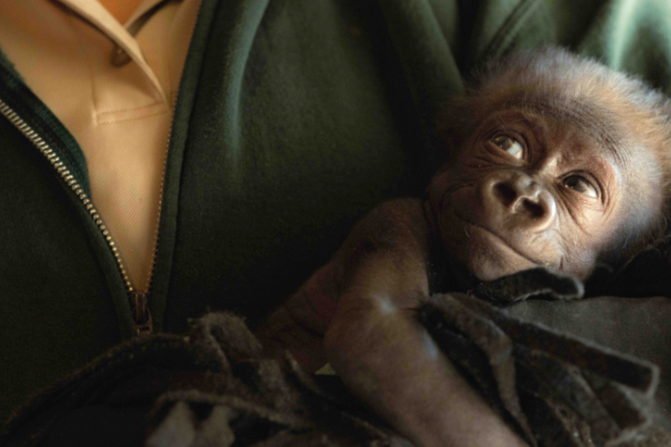 Meet Fort Worth Zoo's newest addition: an adorable baby gorilla.
