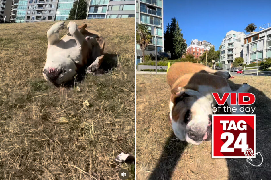 Viral Video of the Day for August 23, 2023: Hilarious bulldog slides right in to everyone's hearts!