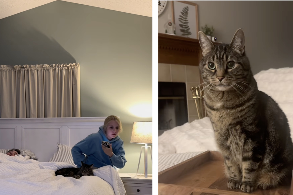 Milo the cat was not thrilled when his owner suddenly left after bedtime!