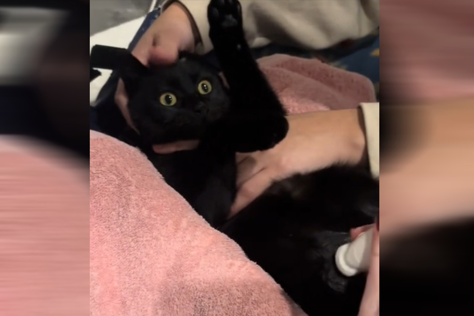 Everyone assumed that this cat's belly was huge because she was full of kittens. It turned out this cat was full of food!