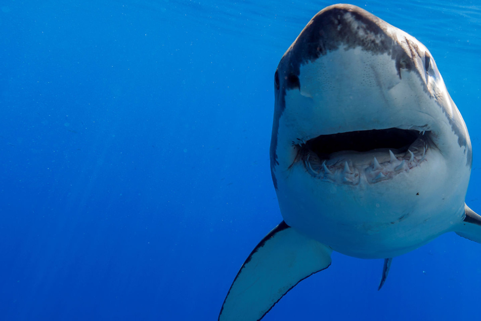 Experts warn that half a million sharks may be killed for Covid-19 vaccine
