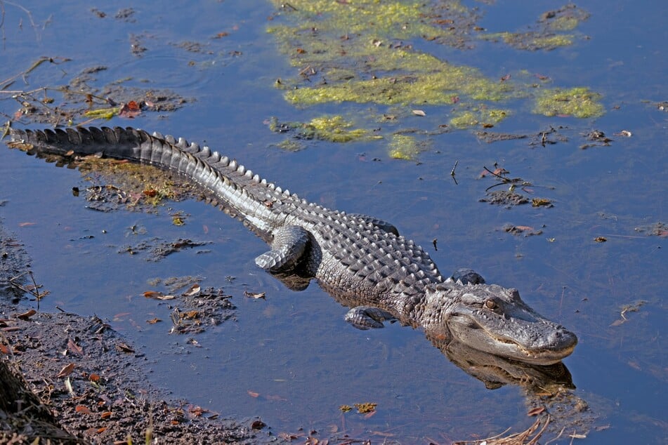 A Florida influencer faces charges for allegedly shooting an alligator.
