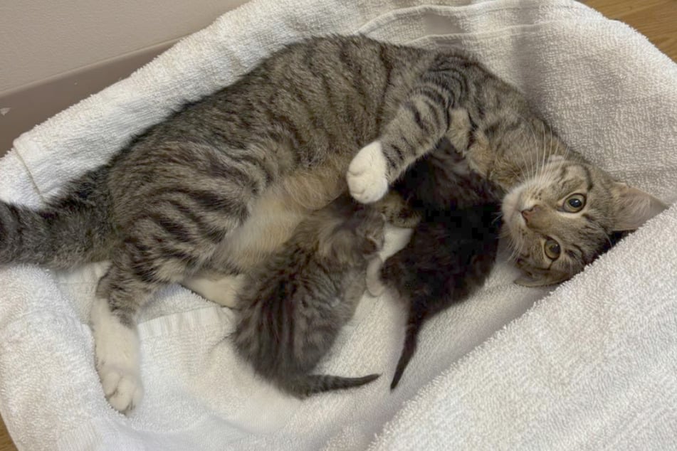 Two out of six kittens survived the birth and can now cuddle with their mother.