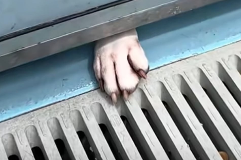 Her paw sticks out from under the door of her kennel – a gesture with which Ellie the dog breaks hearts by the dozen.