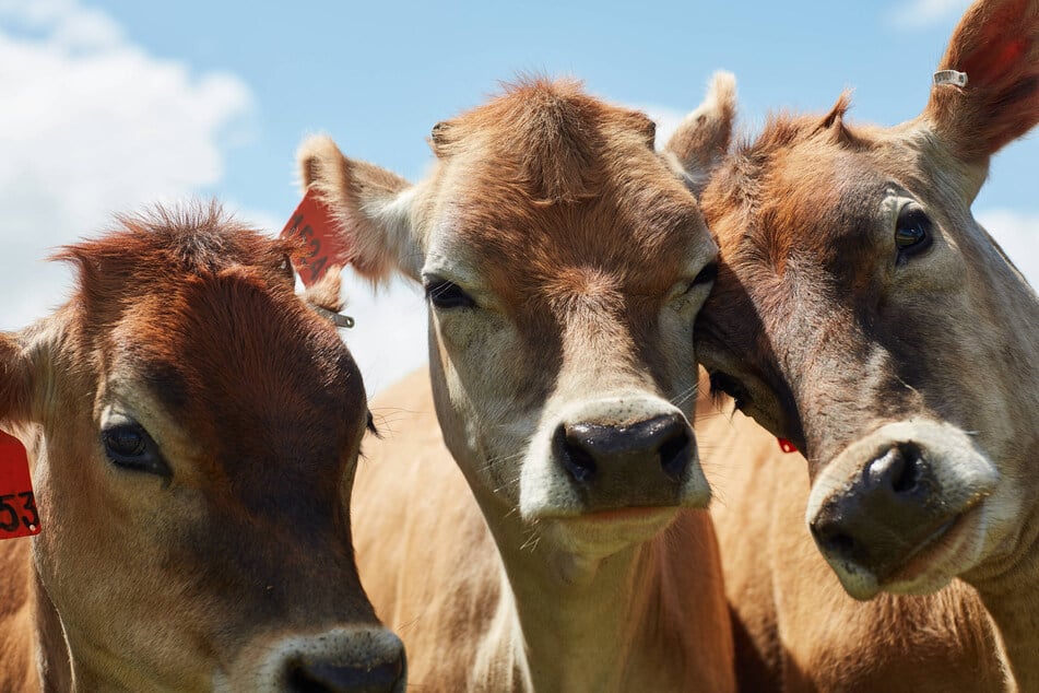 Screwworm-related border closures trigger cattle crisis in US – and economic boom in Mexico