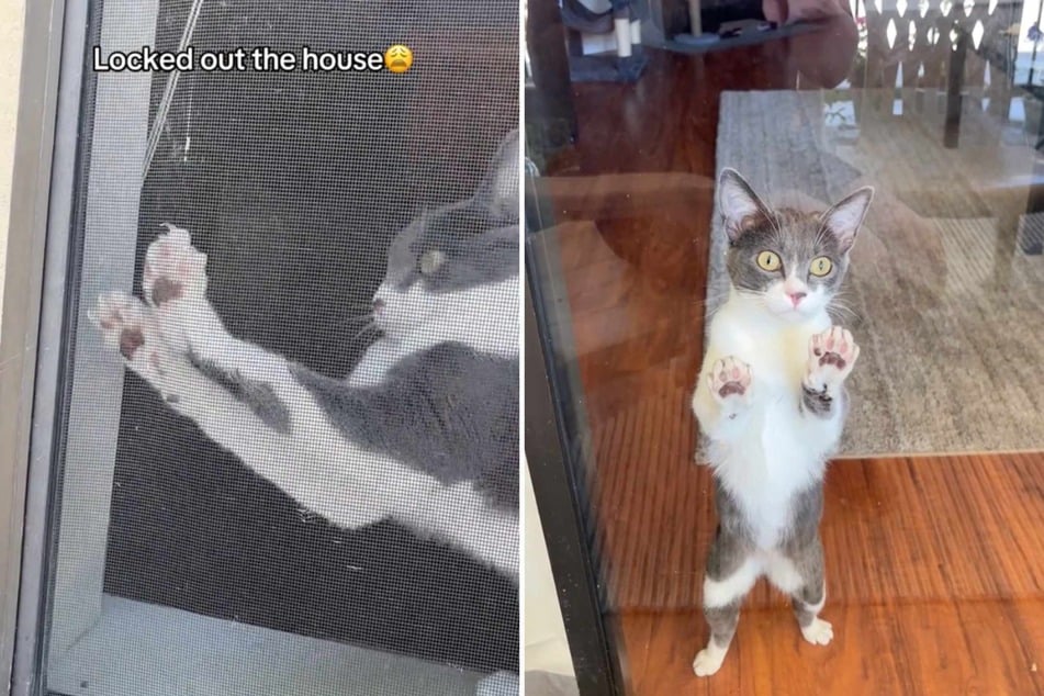 Basil the cat has TikTok users smitten after a viral clip showed the kitty trying to help her owner out of a particularly sticky situation!
