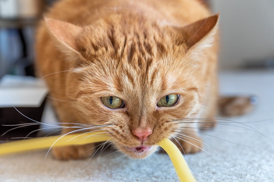 Cats with pica syndrome regularly eat foreign objects that are not intended as food.