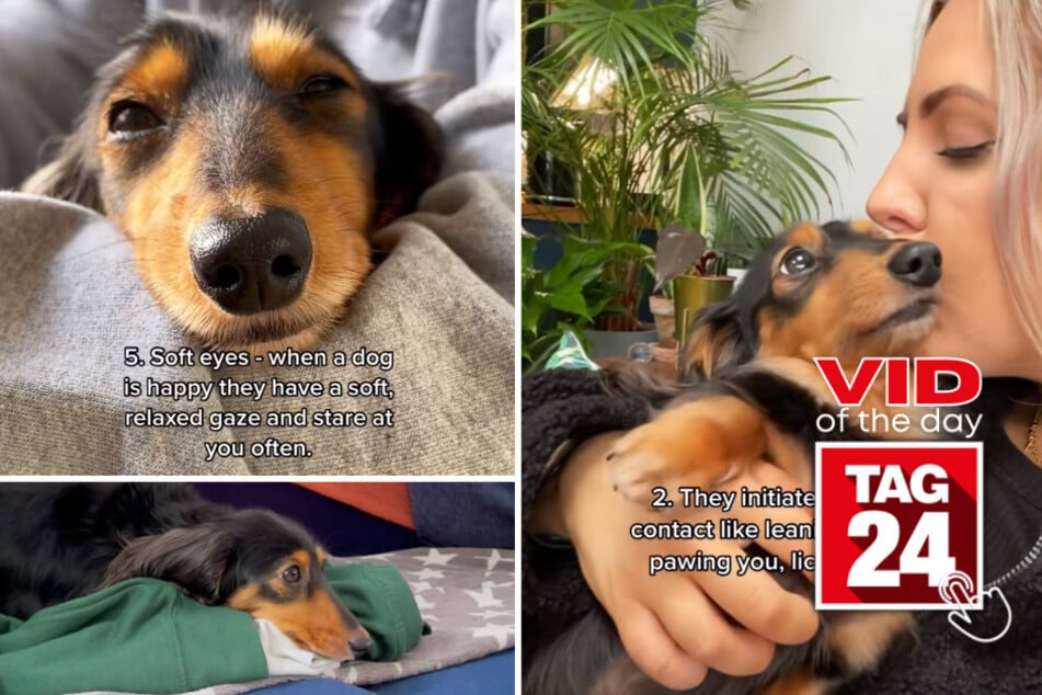 Viral Video of the Day for April 10, 2023: Happy Dog Signs
