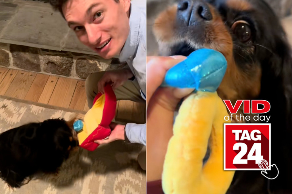 Viral Video of the Day for August 27, 2024: Man shocks girlfriend with paw-some surprise while proposing!