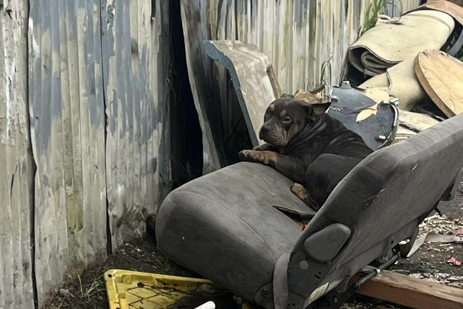 The lonely dog was sitting on an old couch in a dark alley.