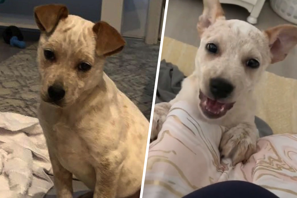 A real subwoofer! Deaf dog learns to bark and wows millions on TikTok