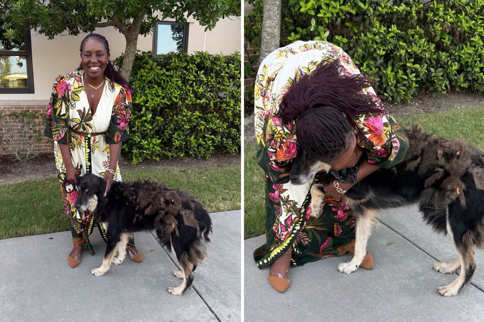 Champ's owner can’t believe she finally has her dog back.