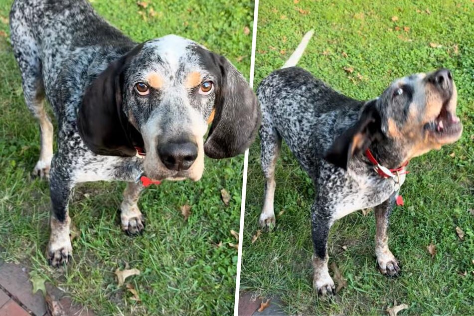 This dog's howling addition of Happy Birthday is an absolute hit.