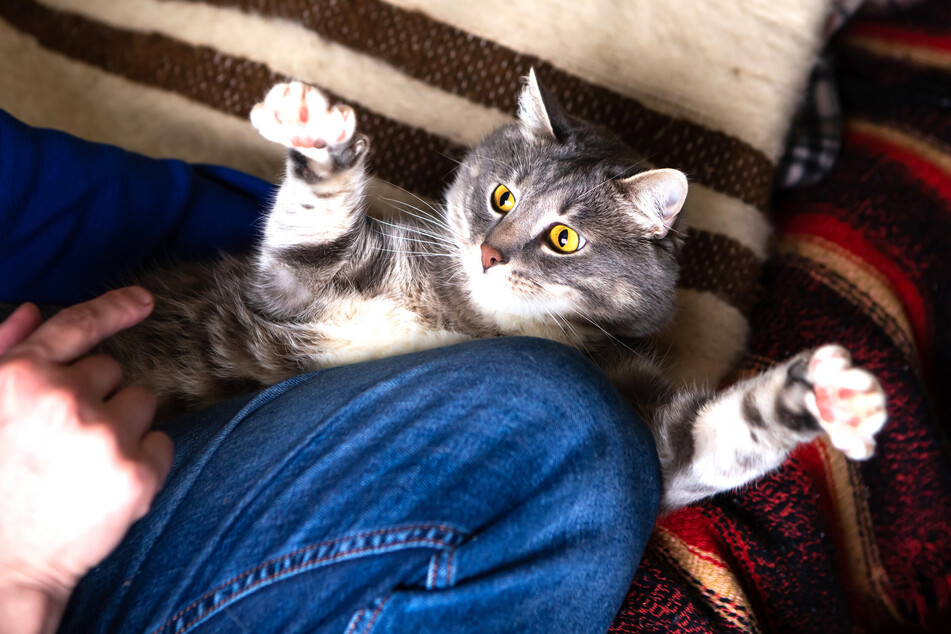 A cat might accidentally scratch you while playing.