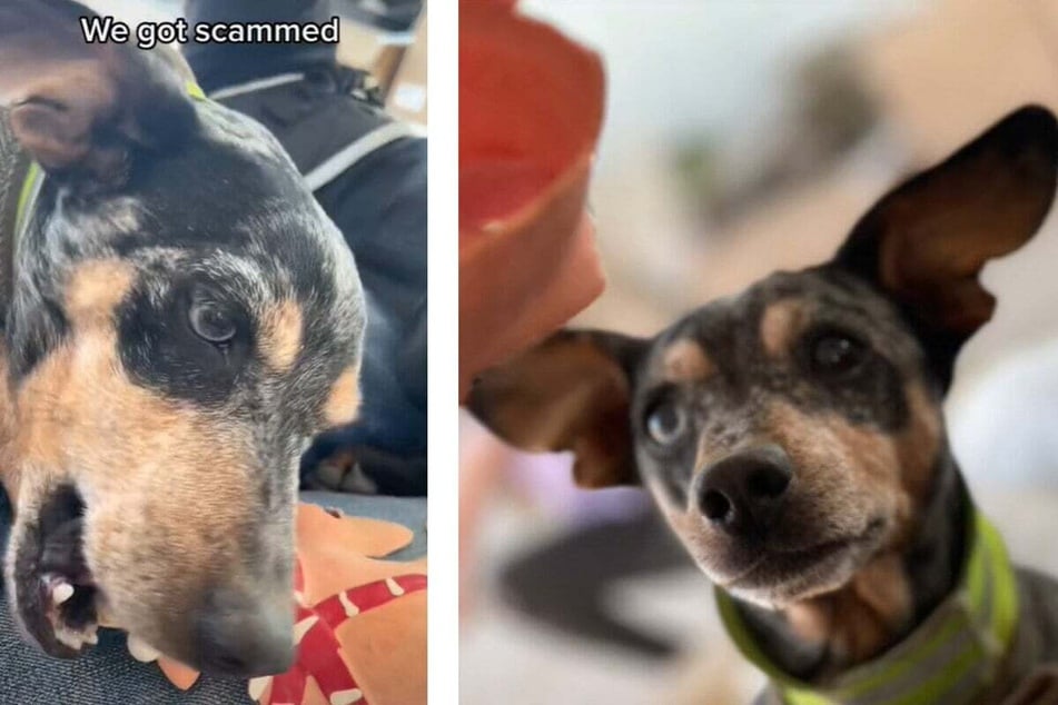 "We got scammed," the TikToker wrote of her dog Ted.