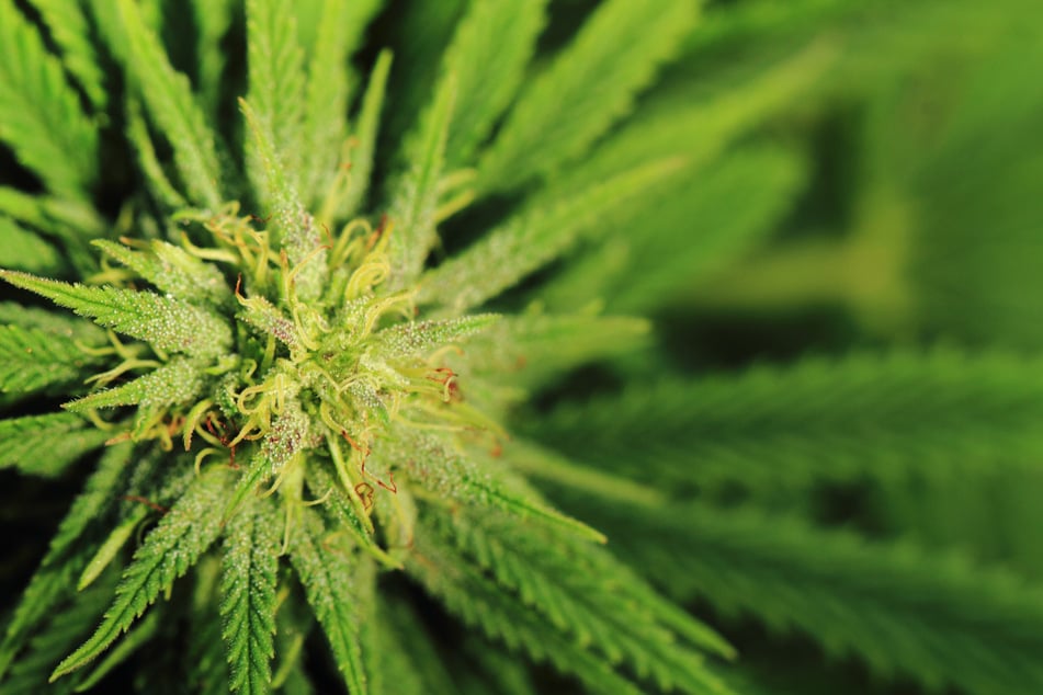Researchers found regular use of lower potency cannabis was not associated with an increased risk of psychosis (stock image).