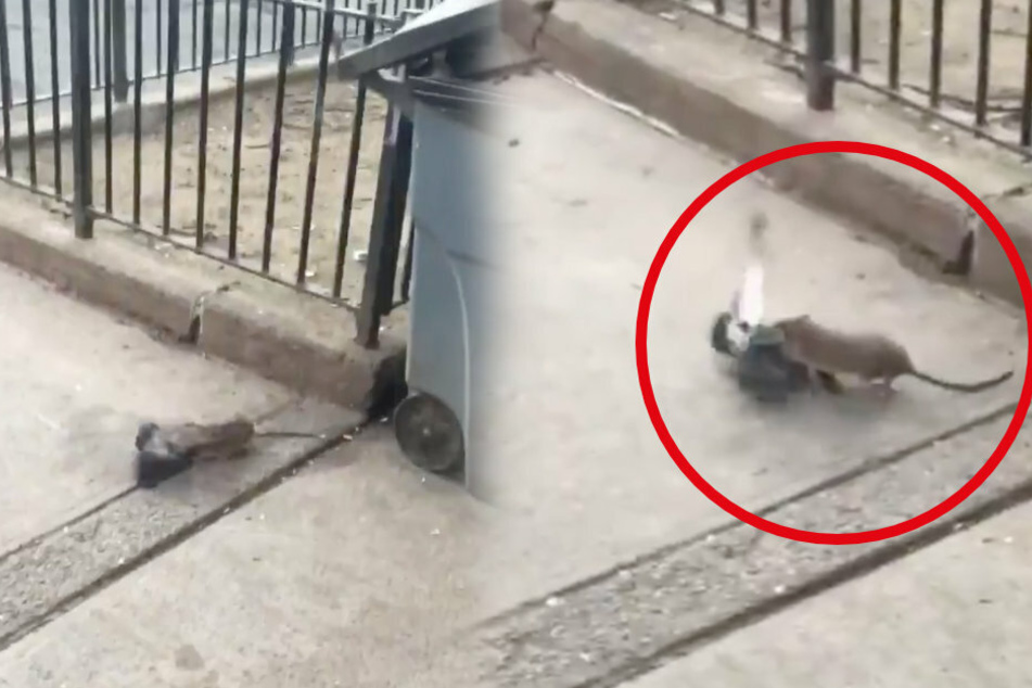 Rat vs. flying rat: man saves pigeon from clutches of rodent