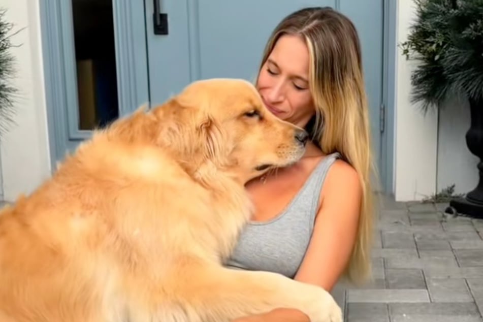 Golden retriever Maverick is considered a very loving and calm dog by his family.