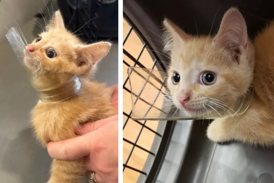 Poor kitten found with head caught in a broken glass jar – can rescuers help him in time?