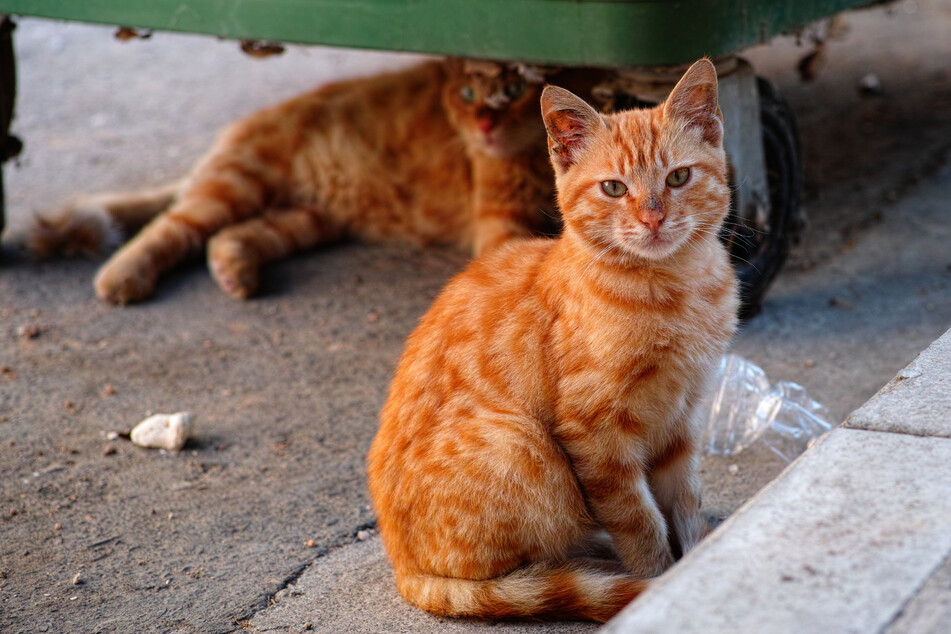 Release the cats: Chicago tackles rat problem by letting loose 1,000 feline helpers