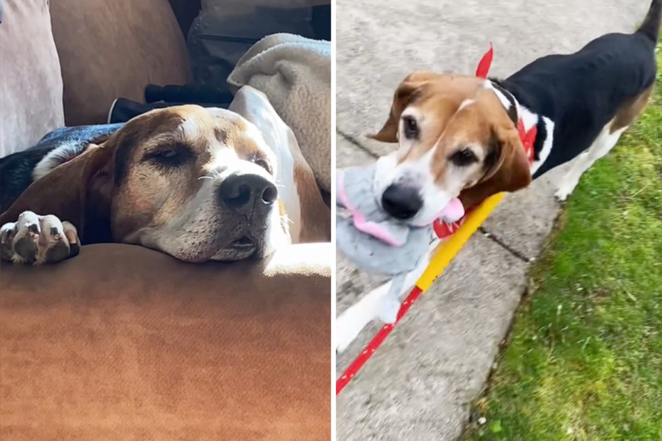 Cooper the dog is happy to have found a loving foster owner in Victoria Vazquez, but he still longs for a forever family.