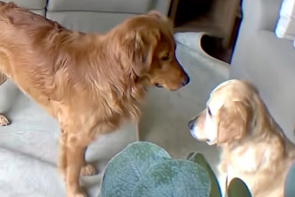 The atmosphere between Finn (l.) and Berkley (r.) is tense in this hilarious video.