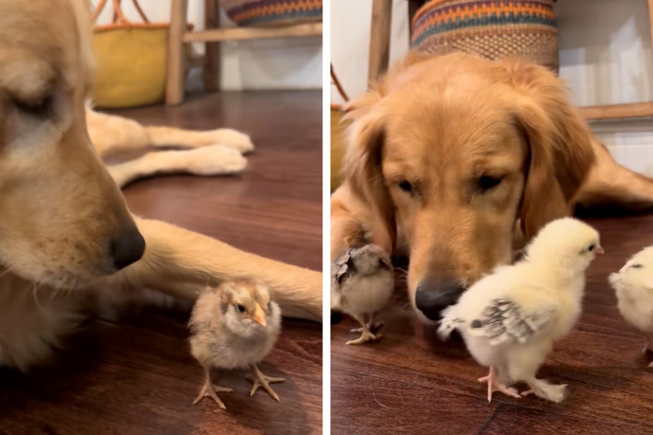 Honey the dog was very cautious with the little chicks.