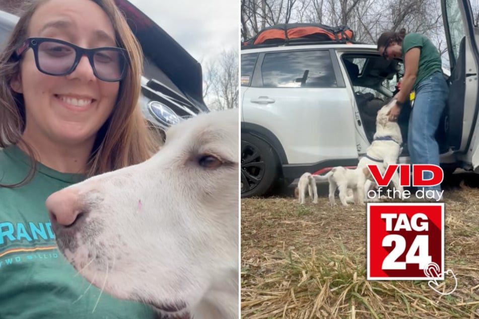 Viral Video of the Day for May 2, 2026: Woman rescues emaciated mama dog and her two puppies on road trip