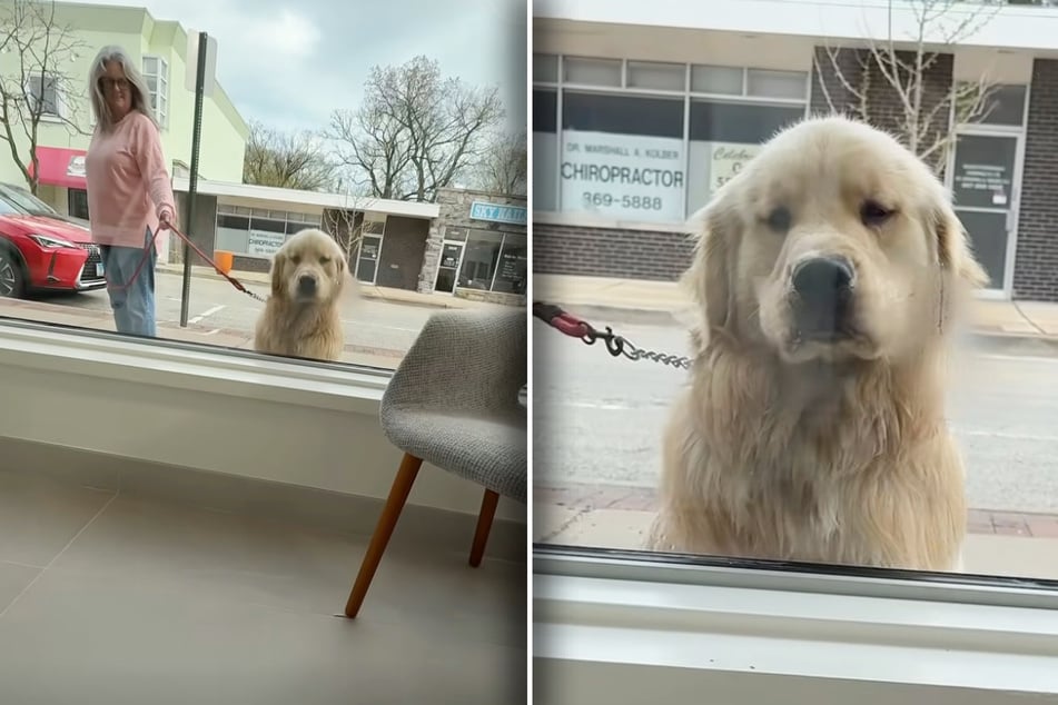 Dog stops at same window every day – and the reason why is too cute for words