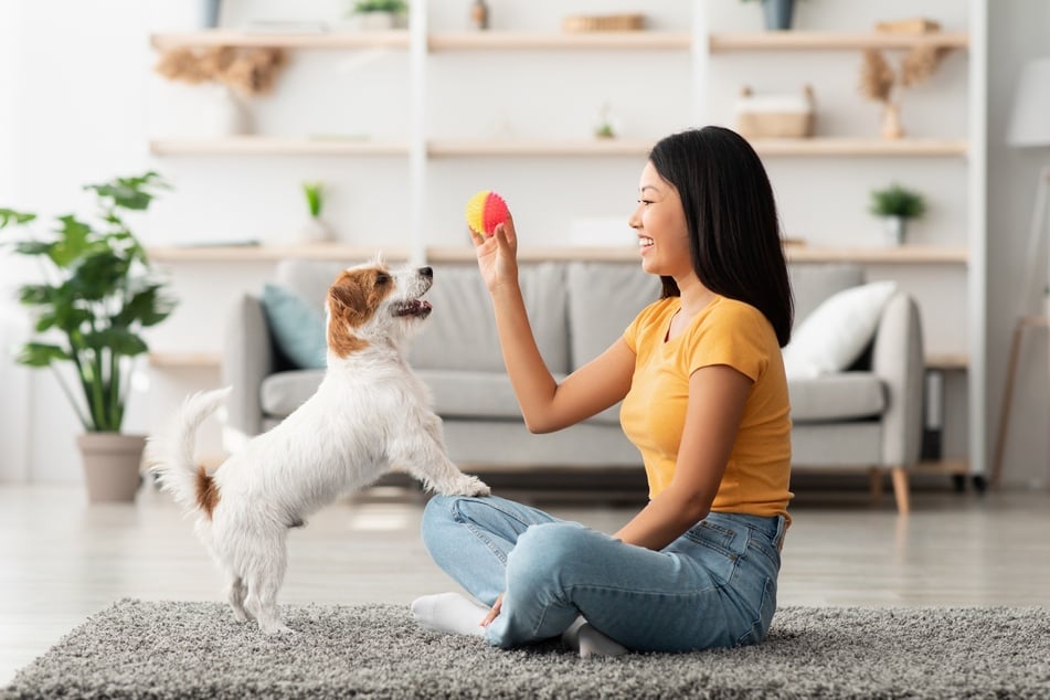Keeping your dog busy is a great way to stop them from howling all the time.