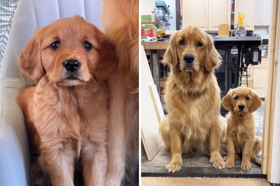 Golden retriever teaches puppy sister the "art of good dog" in adorable video!