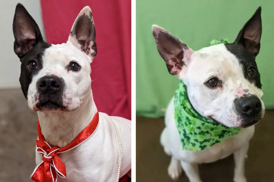 Pit bull mix still looking for love after more than two years in a shelter