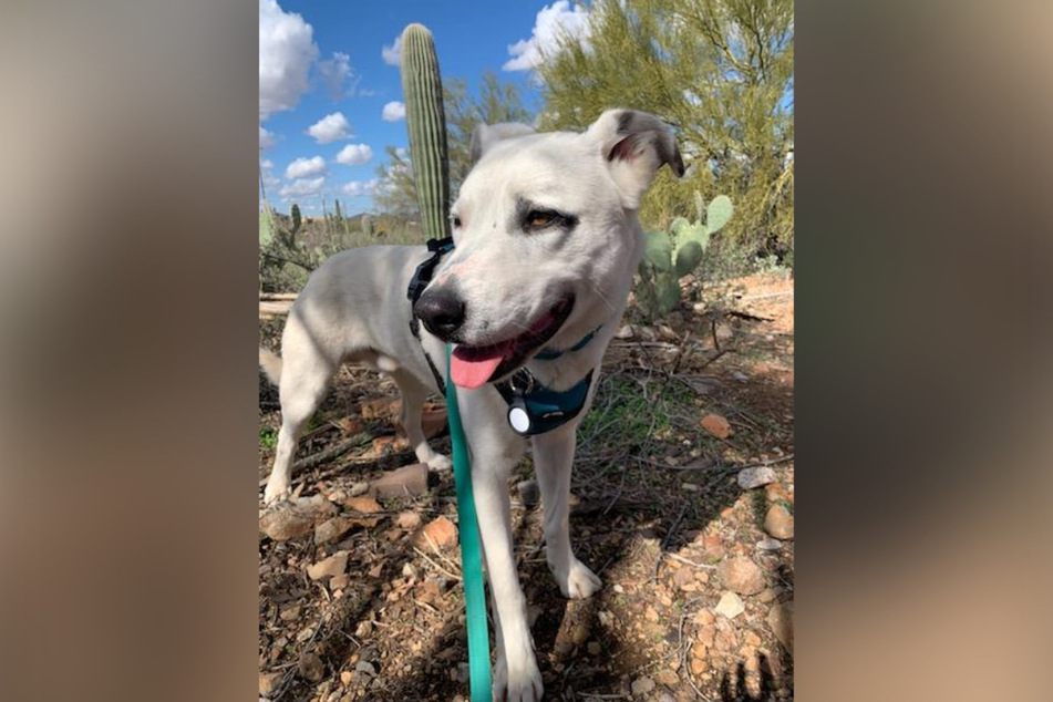 Ghost had been braving the dangers of the desert since at least May last year.