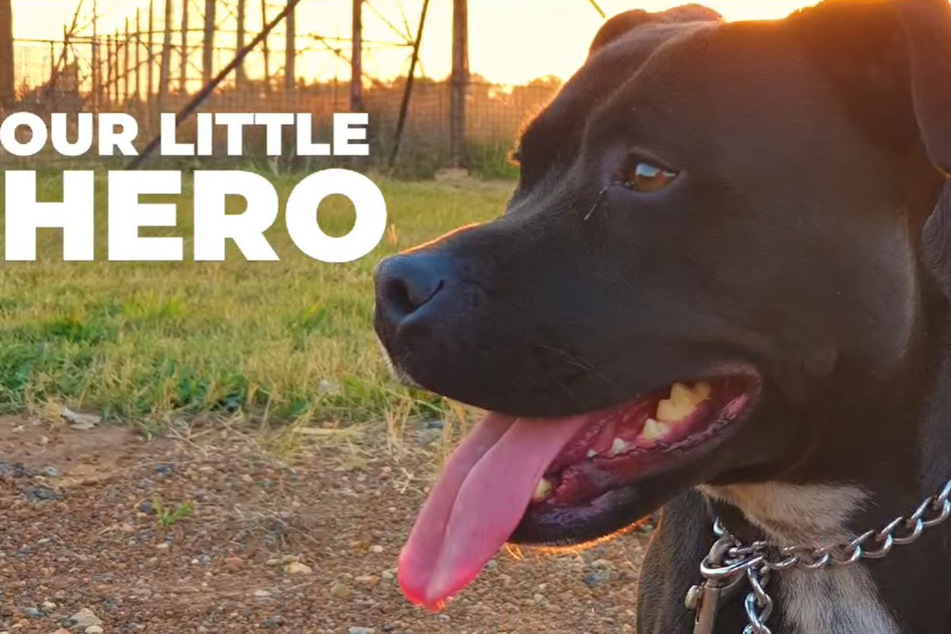 "Our little hero," Jessie's owners captioned.