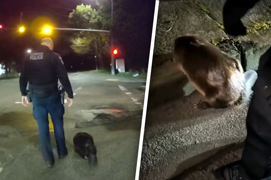 It took a lot of patience for the police officers to get the beaver off the road.