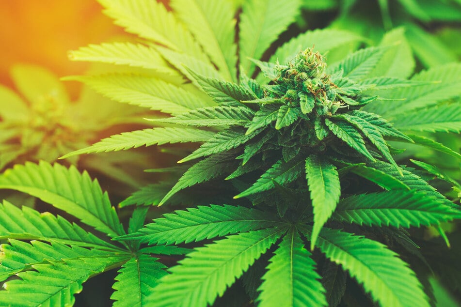 Push to legalize kush: Mexico one step closer to decriminalizing marijuana