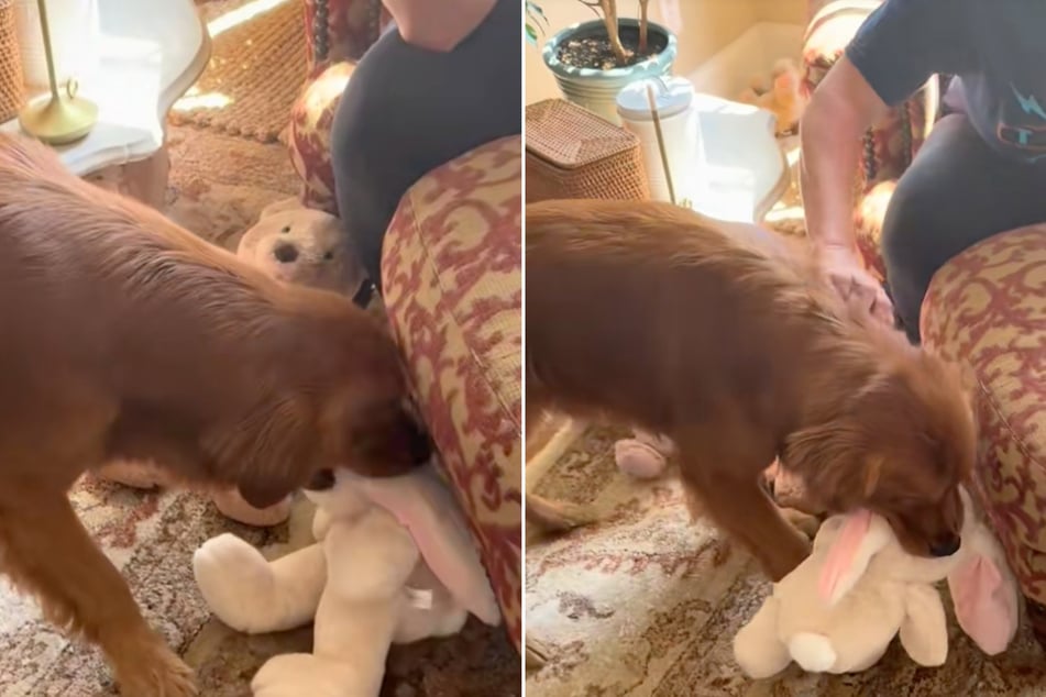 After a short period of deliberation, Buzz decides on the plush bunny.