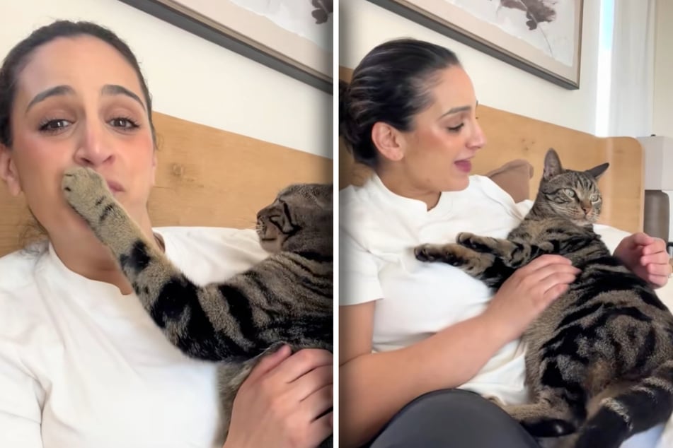 Cat has hysterical response to his mom's silly teasing in viral TikTok video
