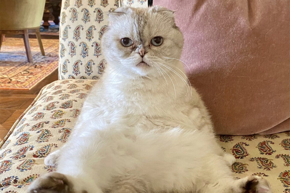 Taylor Swift's cats – Meredith Grey, Olivia Benson, and Benjamin Button – all have a high net worth.