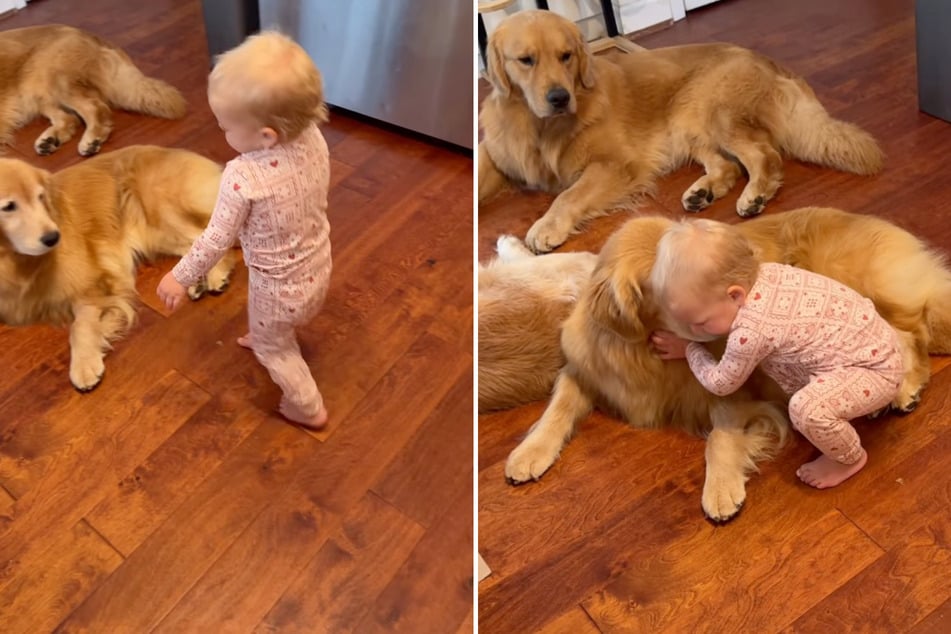 Baby girl's adorable morning routine with her Golden Retrievers goes viral