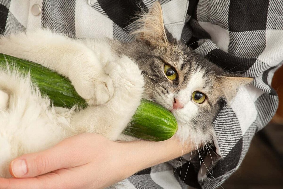 Cats can eat cucumbers if they do so in moderation.