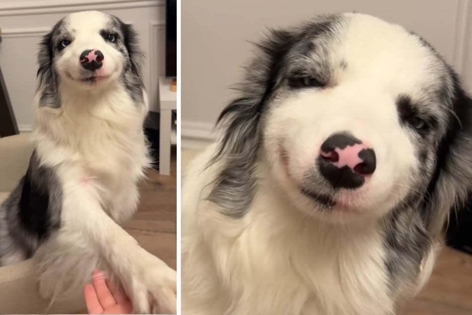Anyone who meets Vanilla the dog will probably have to look twice!