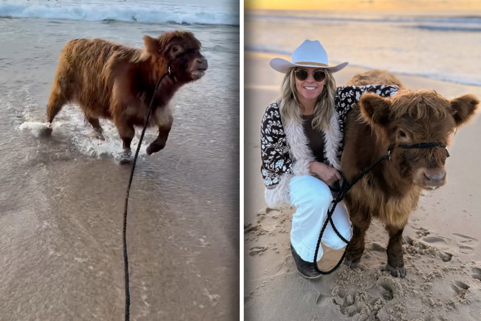Cowabunga! Farmer takes her baby cow to the beach in adorable viral video
