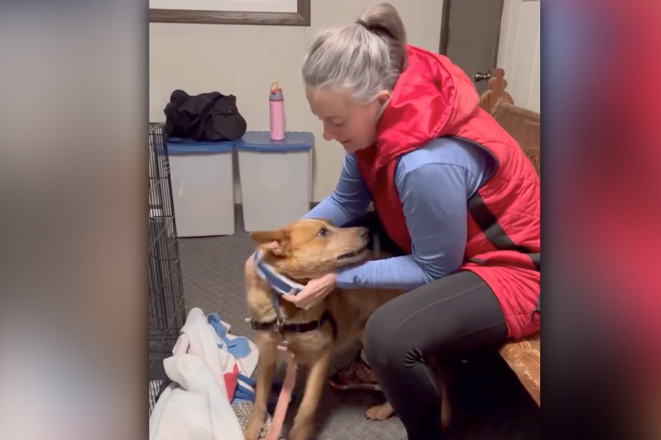 After 37 days on the run, this dog was caught and brought home.