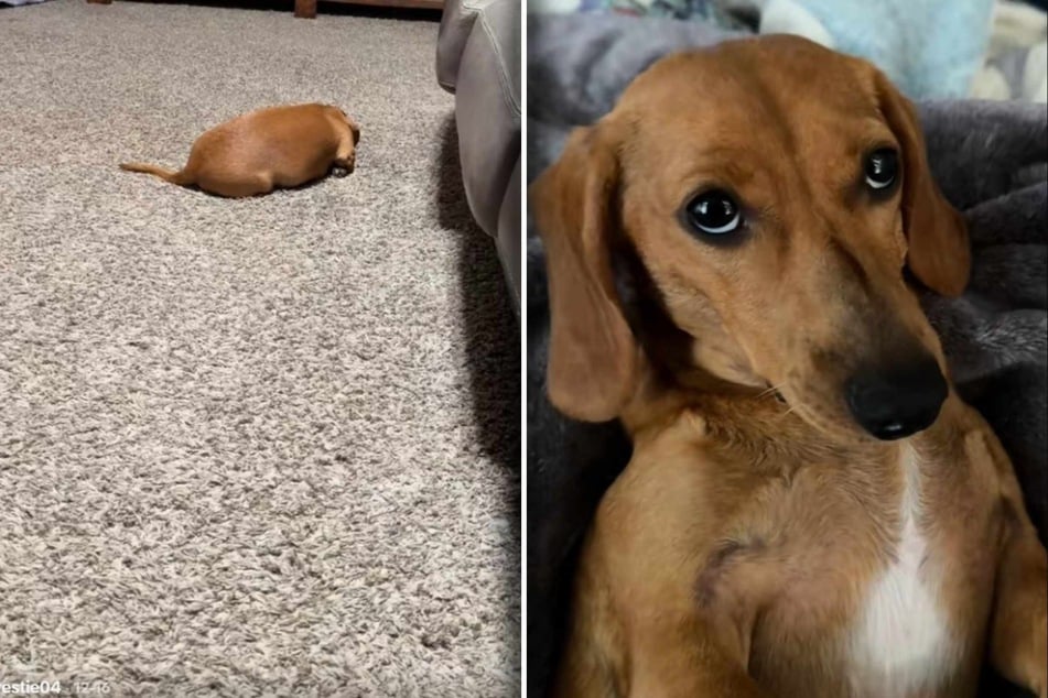 Dachshund dog stubbornly ignores his owner for the funniest reason