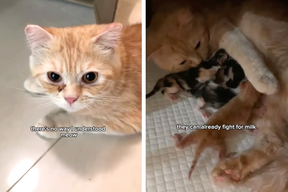 Mama cat's reaction to the death of one of her kittens is heartbreaking