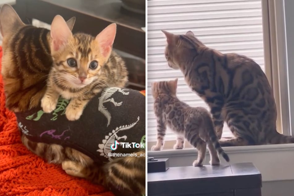 A kitten and a cat have quickly become the best of friends following a viral TikTok video of their first meeting.