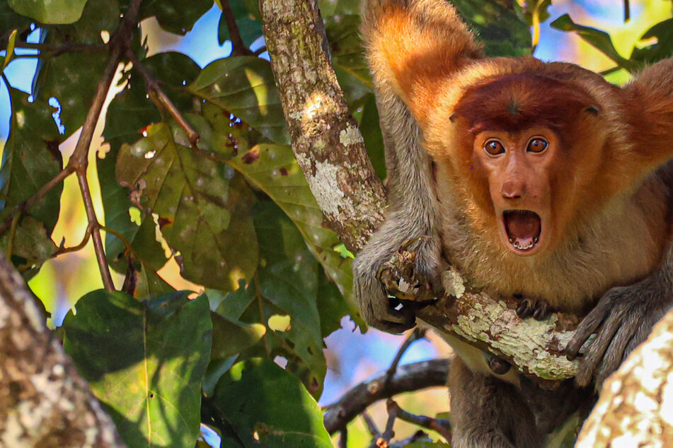 A shocked monkey and headless penguin: It's time to vote for the funniest wildlife photo of 2022