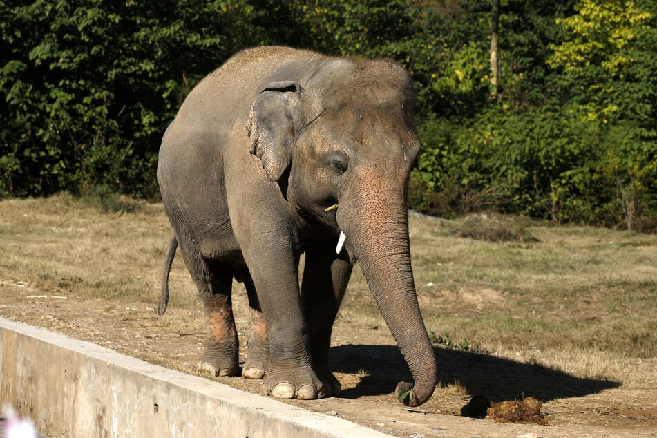 Asian elephant Kaavan at the Marghazar Zoo in Islamabad, Pakistan, before he was rescued.