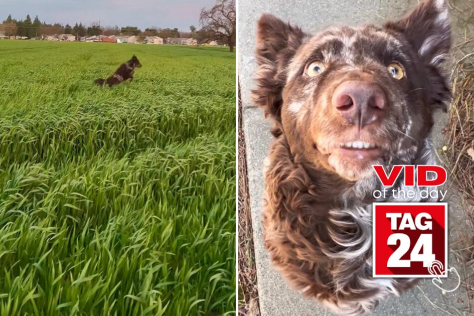 Viral Video of the Day for March 27, 2023: "Croissant girlie" dog